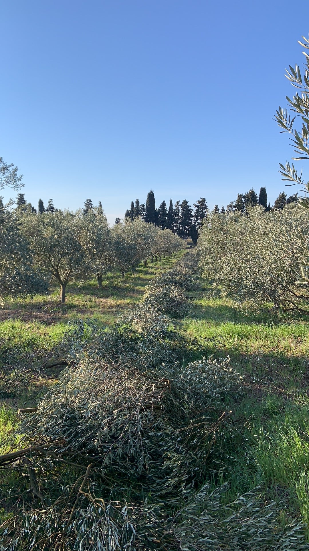 taille oliviers, bois de taille, éclaircissement, restructuration, sécateur, broyeur, élagueuse, défrichage