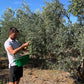 Olives Cassées AOP Vallée des Baux-de-Provence